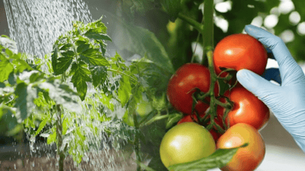 Как подкармливать томаты в августе 2025 — какие удобрения нужны - 285x160