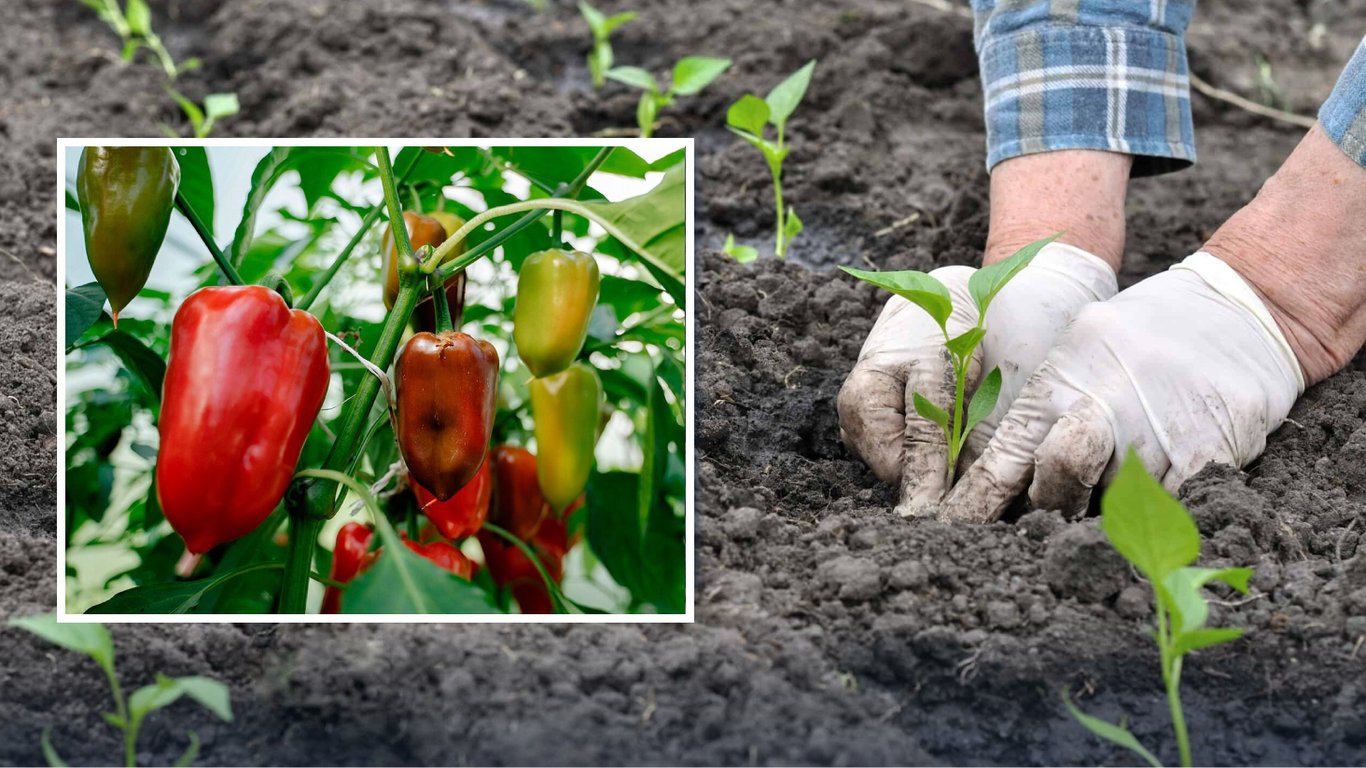 Чим підживити розсаду перців після посадки: безкоштовне добриво