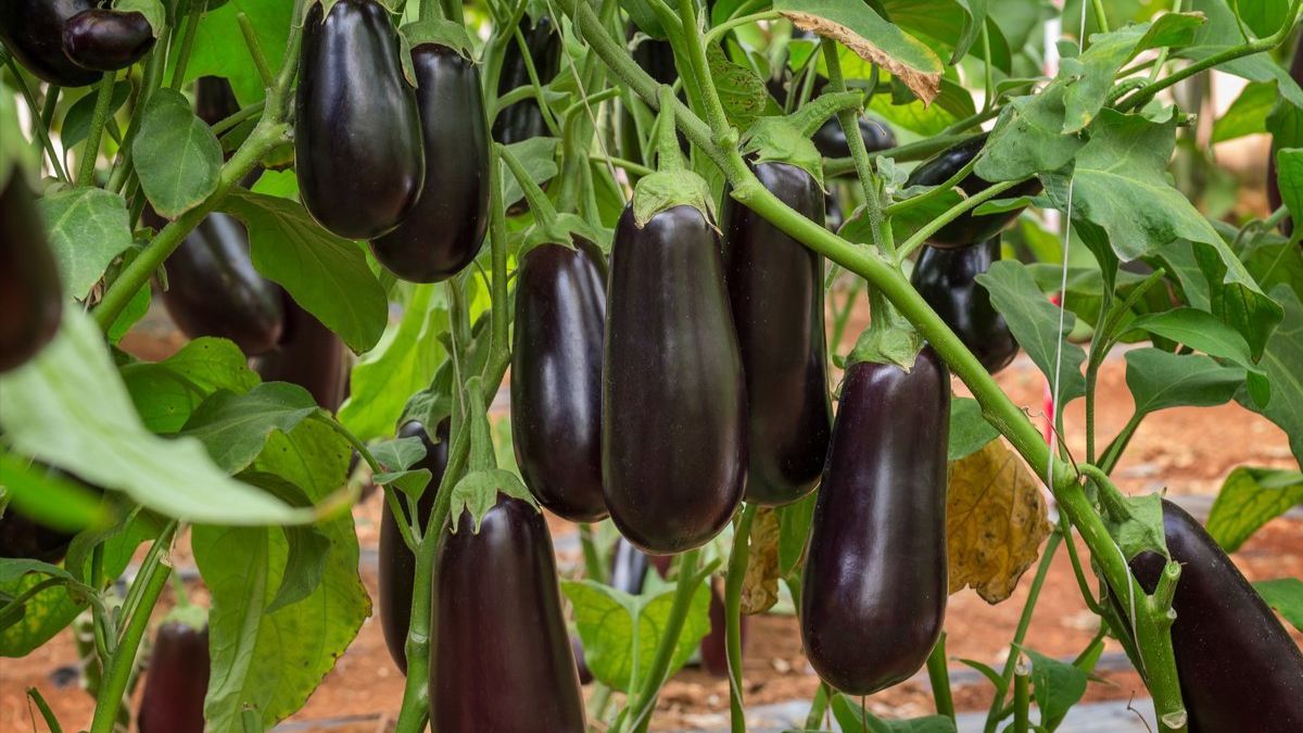 Урожай спелых баклажанов на огороде