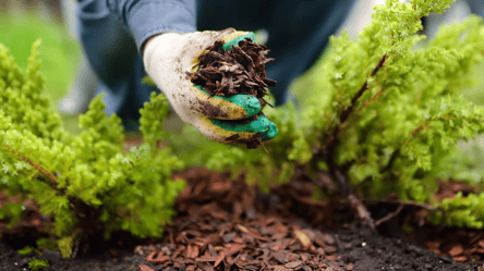 Сильні морози близько — як утеплити хвойні дерева - 285x160