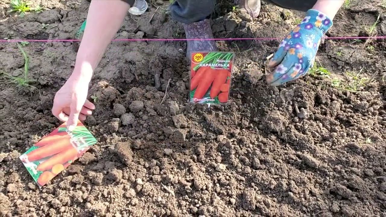 Посев моркови