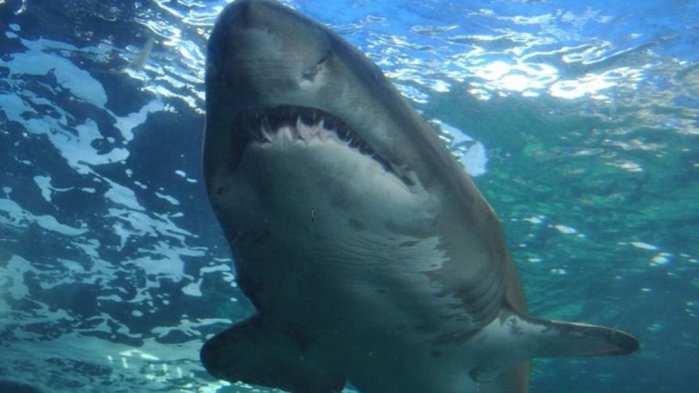 Каталась на водном мотоцикле – в Австралии акула убила девочку-подростка