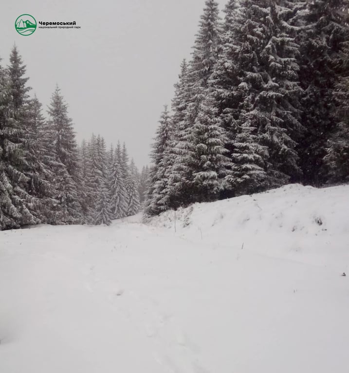 сніг на Буковині 17 квітня