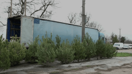 Елки без чипов — как одесситам узнать законно ли их продают - 285x160