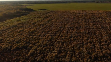 Вместо газа и дров — какое биотопливо выращивают в Украине - 285x160