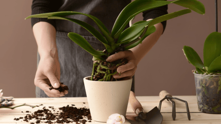 Ці ознаки не можна ігнорувати — орхідею треба пересадити - 285x160