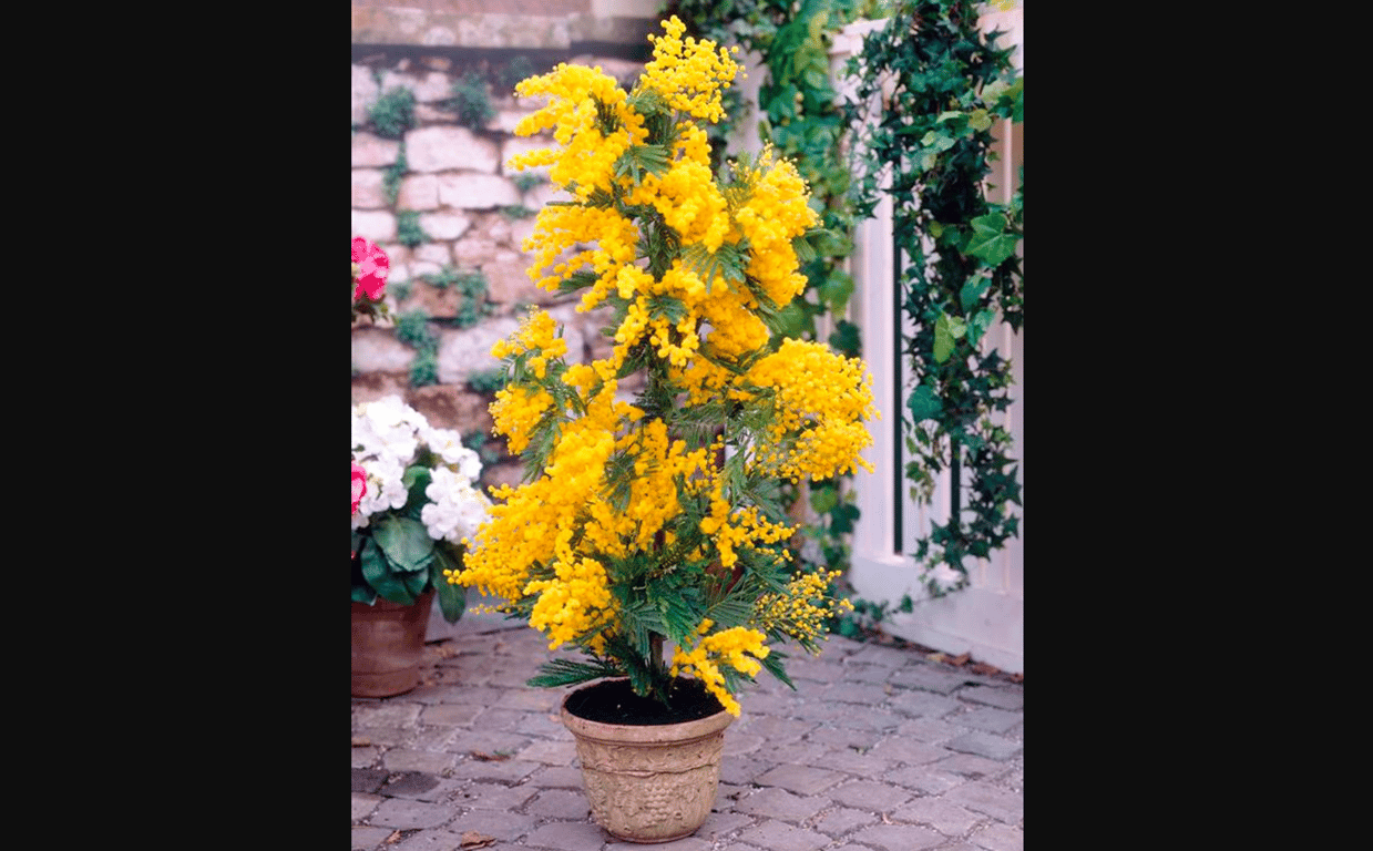 Які сорти мімози можна вирощувати в Україні
