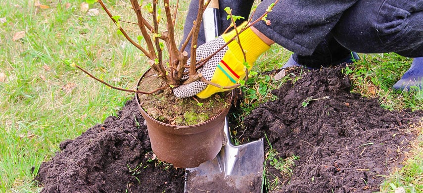 Посадка растения