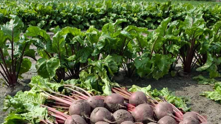 Буряк ніколи не буде великим, якщо в ґрунті є ці два недоліки - 290x160