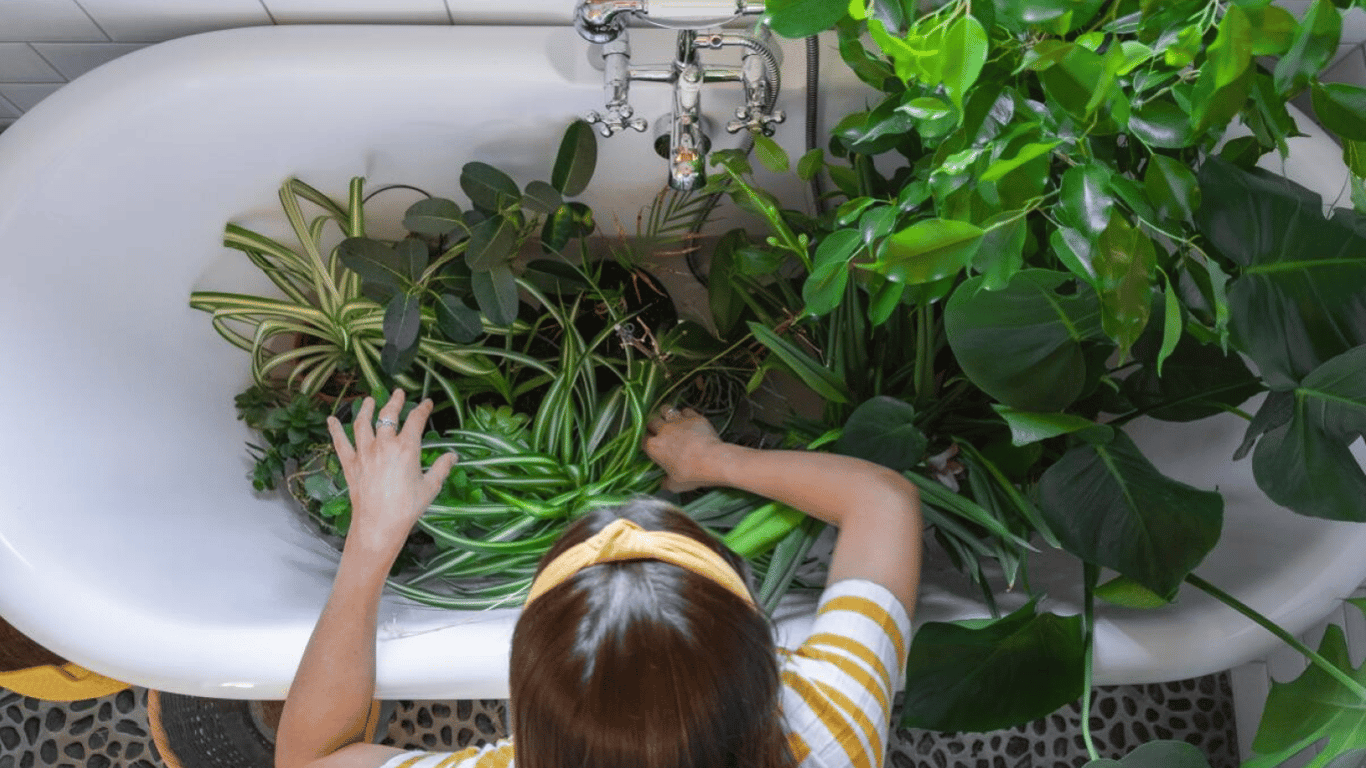 Почему лучше держать комнатные растения в ванной — 5 веских причин