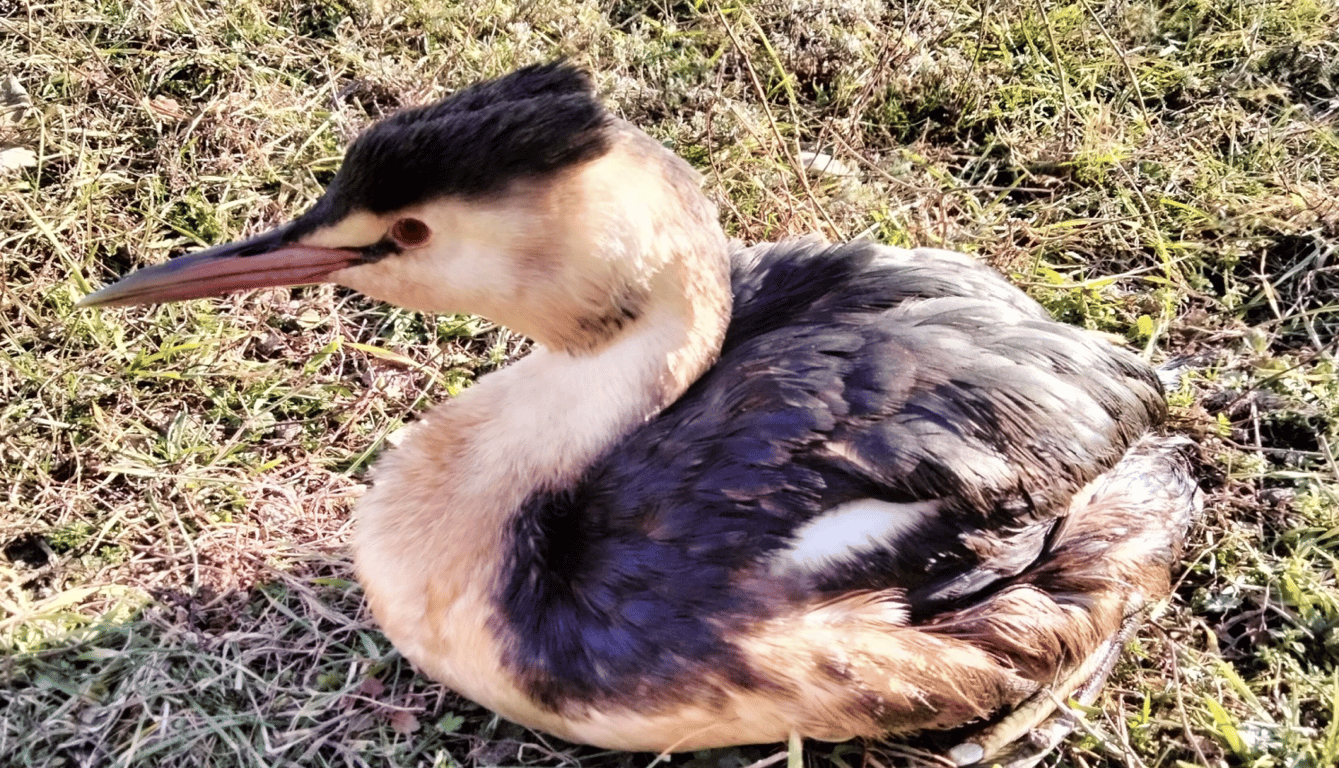 Эхо катастрофы - в Одесской области заметили птиц в мазуте - фото 1