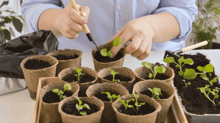 Мошки знищують розсаду за 3 дні — цей розчин рятує все - 285x160