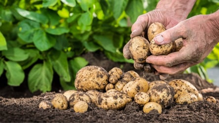 Никогда не делайте этого при посадке картофеля — три ошибки уничтожат урожай - 285x160