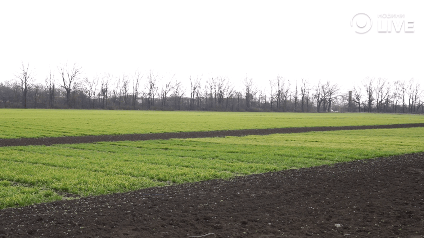 Поля озимого посіву 