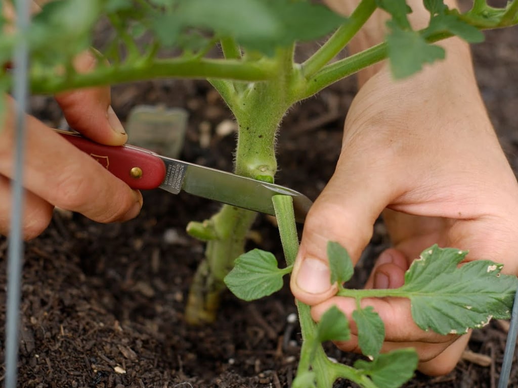 Формирование помидоров