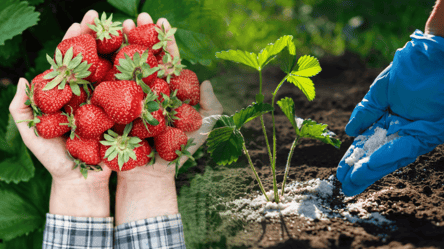 Это осеннее удобрение для клубники дарит море урожая — что нужно - 285x160