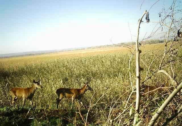 На прикордонні Одещини зафіксували небезпечних хижаків - фото 2