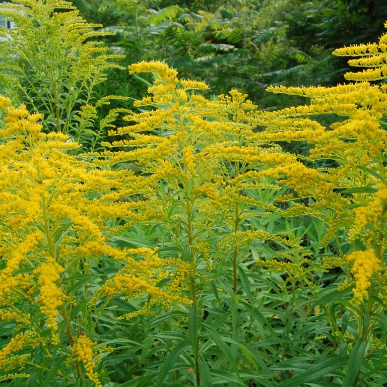 Алергія на амброзію