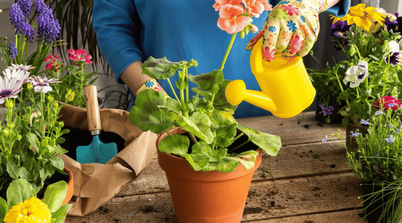 Полив пеларгонии