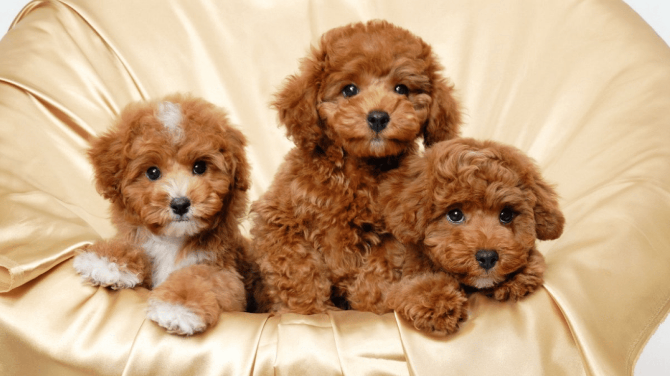 Порода собак Міні-пудель — переваги, недоліки, характер і догляд за шерстю