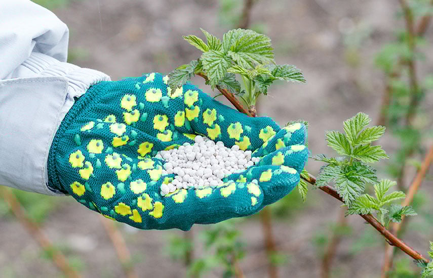 Удобрение для малины