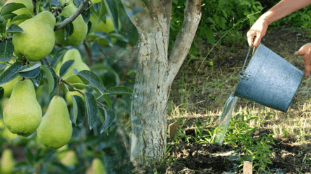 Эти даты принесут бешеный урожай — когда подкормить груши осенью - 285x160