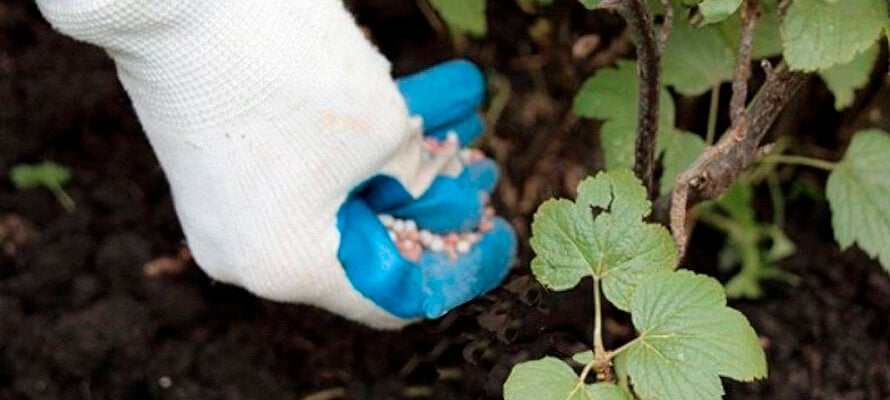 Подкормка куста