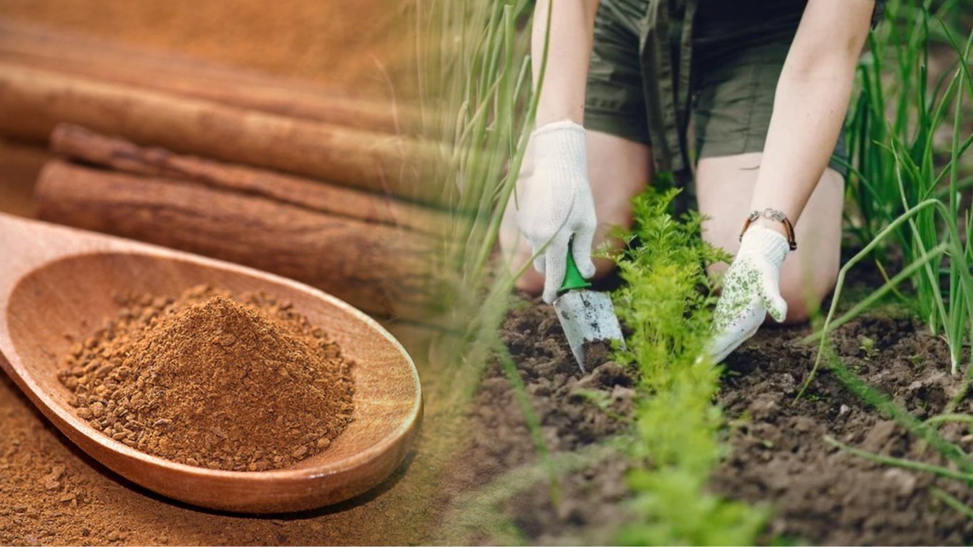 Як використовувати корицю на городі — секрети садівників, про які ви не знали