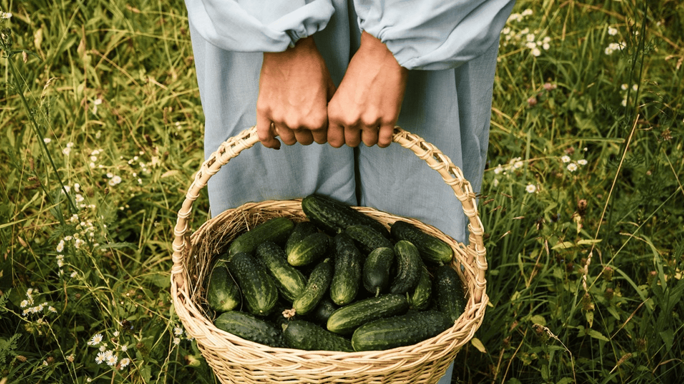 Rich cucumber harvest — time of planting in spring garden 2025 - 250x140