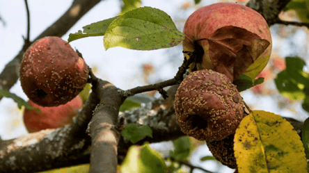 Яблука гниють на дереві — прості поради, щоб зберегти плоди - 285x160