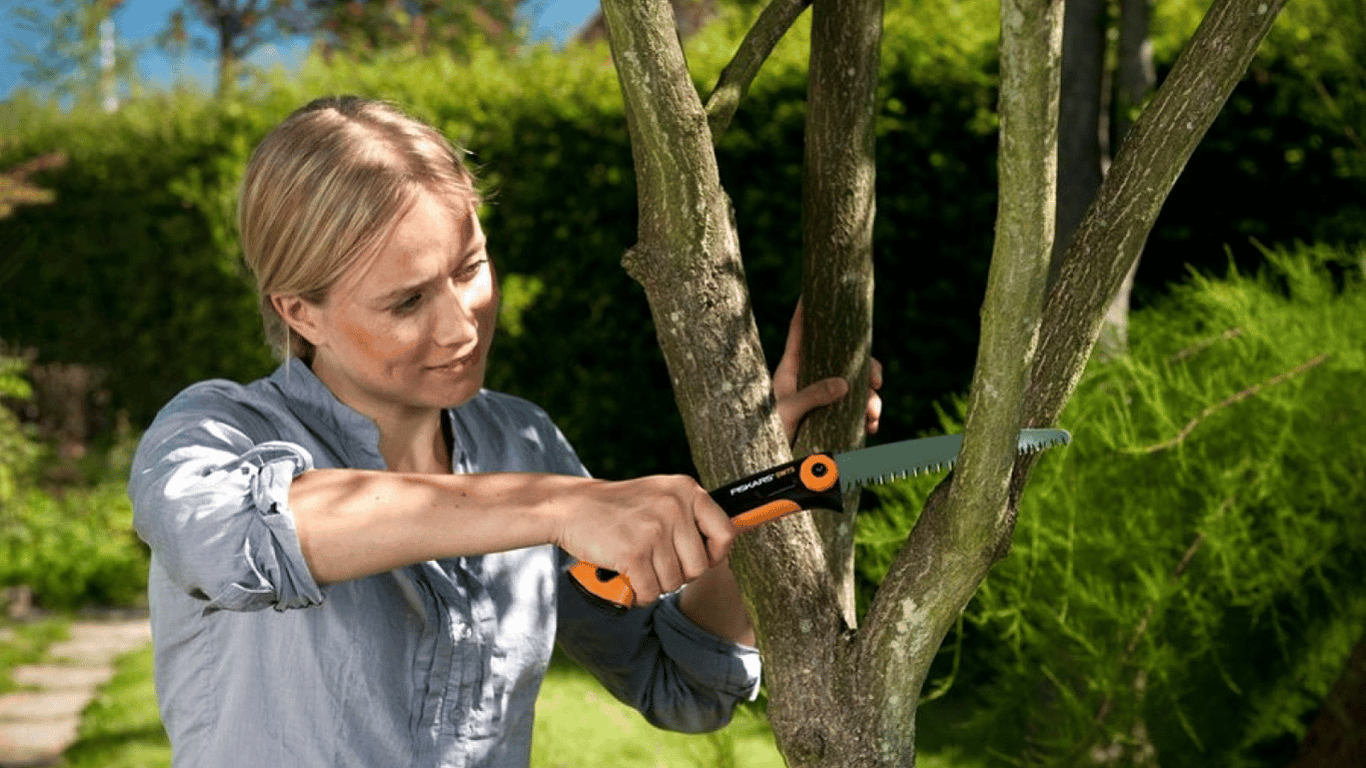Як позбутися моху і лишайнику на плодових деревах — ефективні методи