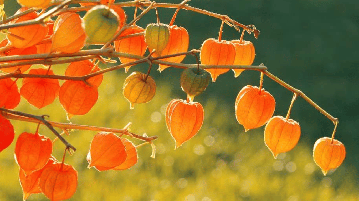 Фізаліс у саду.