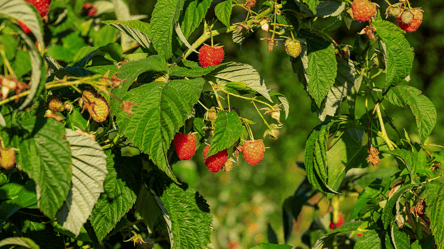 Чим підживити малину після обрізки — секрет осіннього догляду - 285x160