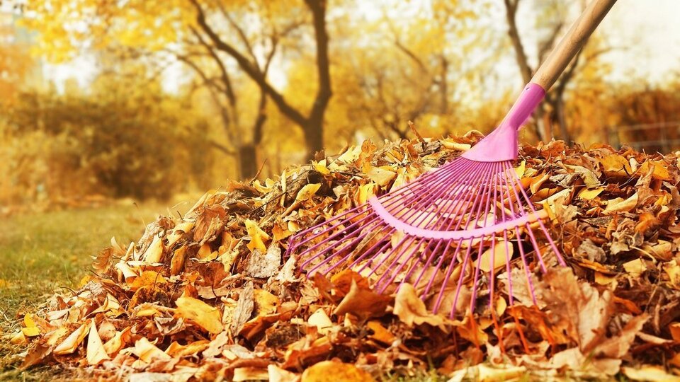 Загребание опавших листьев в кучу
