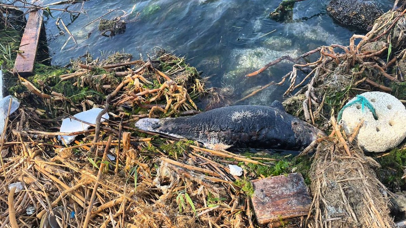 На пляже в Одессе обнаружили труп дельфина: эксперты проведут исследование