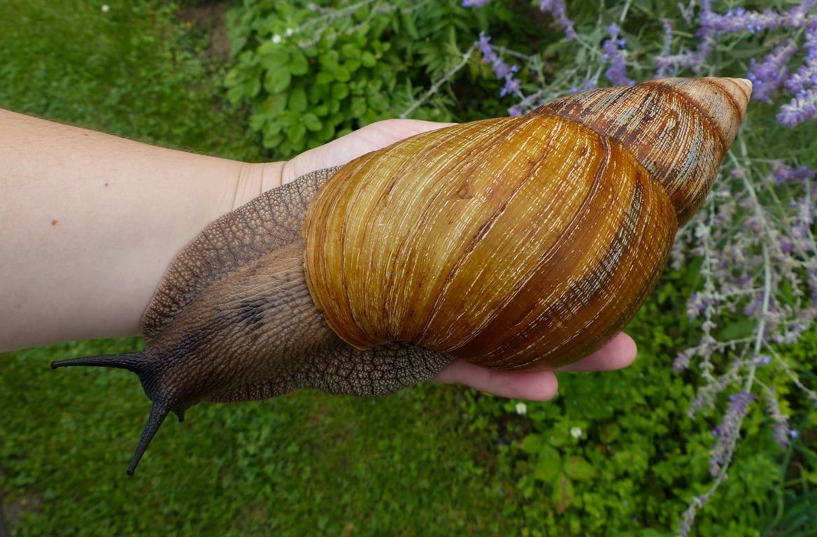 Пушистики и не только — каким животным комфортно жить в квартире - фото 8