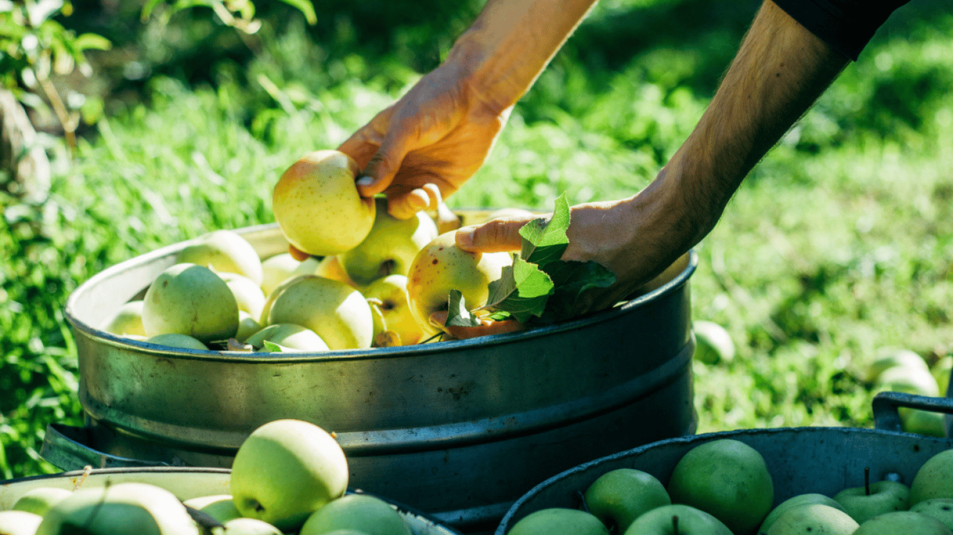 Людина збирає яблука.