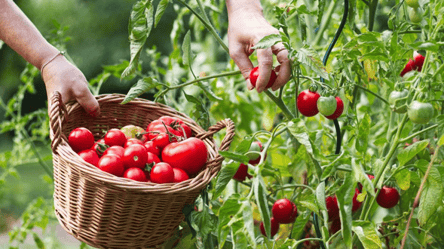 Что стоит положить в лунки при посадке помидоров, чтобы вырастить сочные плоды - 285x160