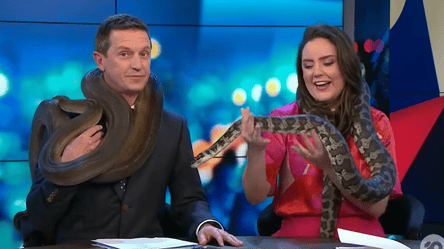 Змея чуть не задушила телеведущего в Австралии — видео - 285x160