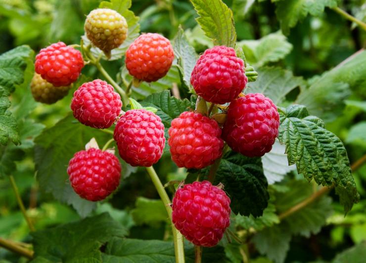 Малиновый кустарник с урожаем