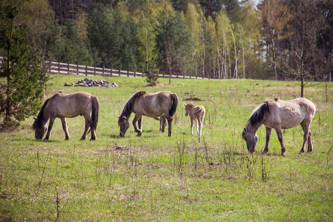 Втекти від метушні — цікаві місця за годину їзди від Києва - фото 3