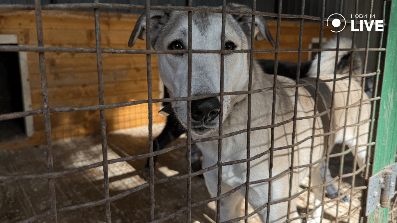 Світлий пес з центру адопції 