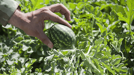 Арбузы на огороде вырастают совсем мелкими — почему и что делать - 285x160