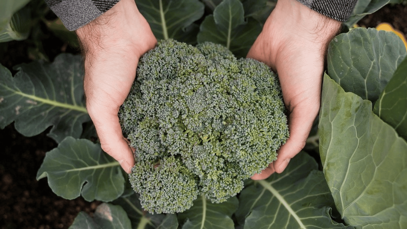 Как с легкостью вырастить брокколи на огороде — простая технология