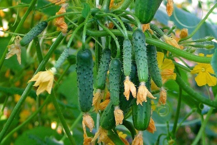 Урожай огурцов на огороде