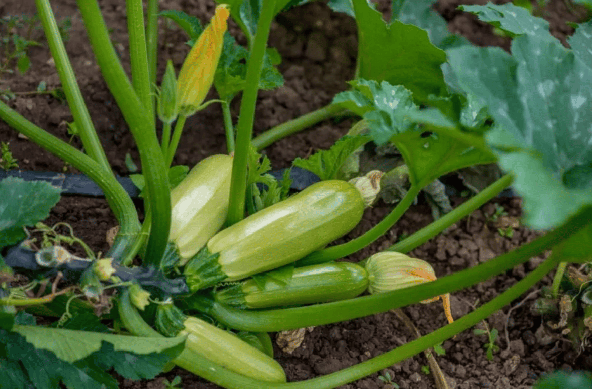 Урожай спелых кабачков на огороде