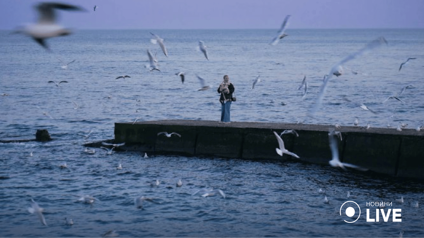 Одесити на узбережжі годують чайок й фотографуються, - фоторепортаж Новини.LIVE.