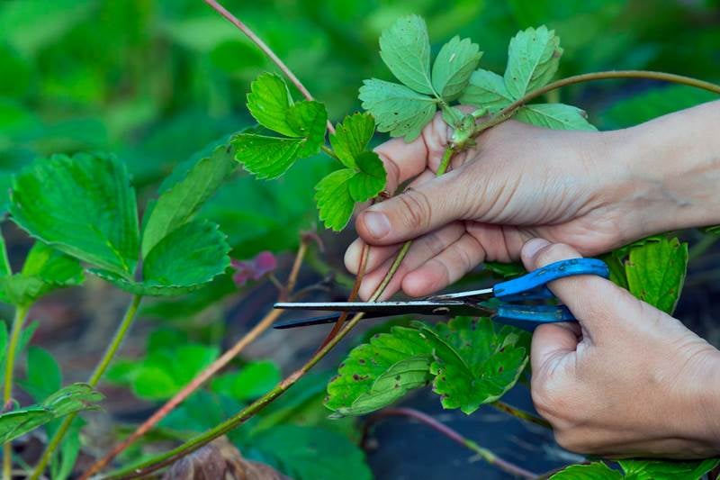 Обрезка усов у клубники