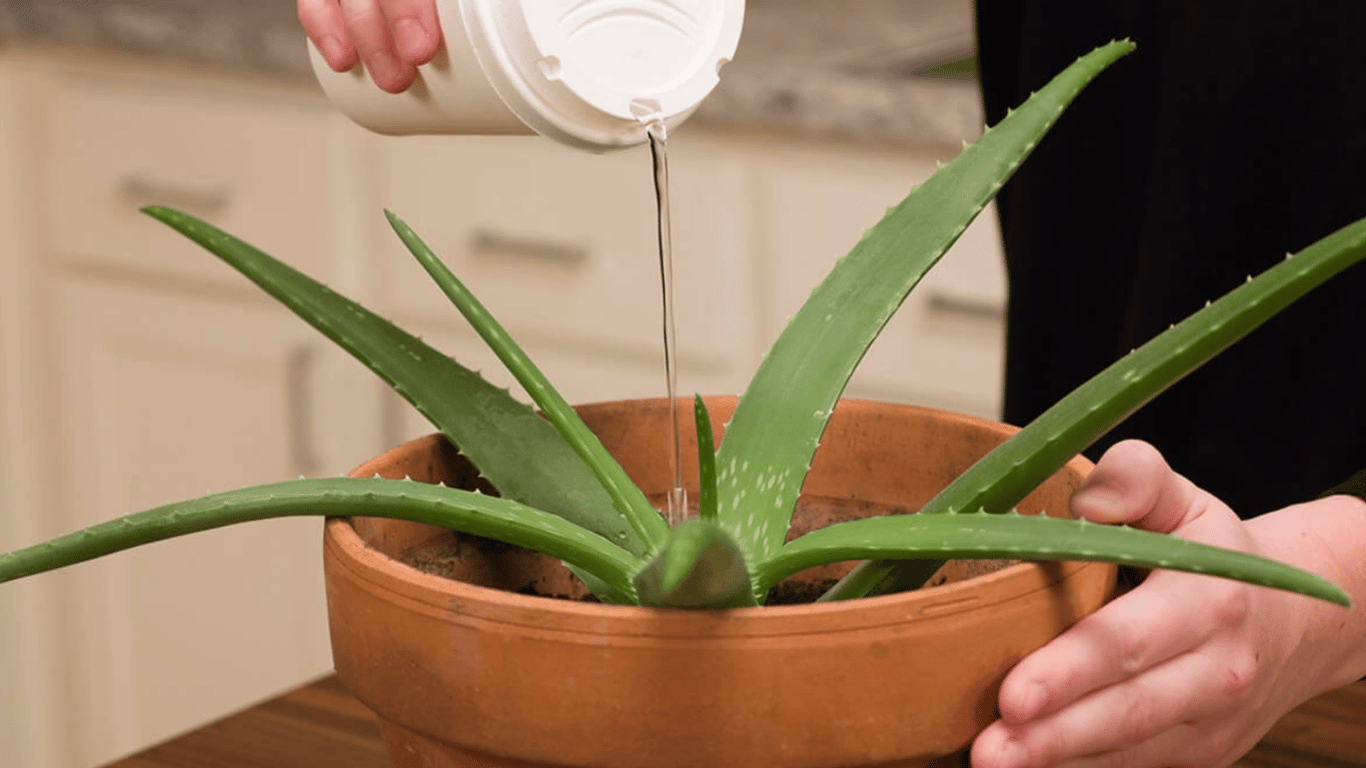 Как ухаживать за алоэ — какие критерии учитывать, чтобы не испортить растение