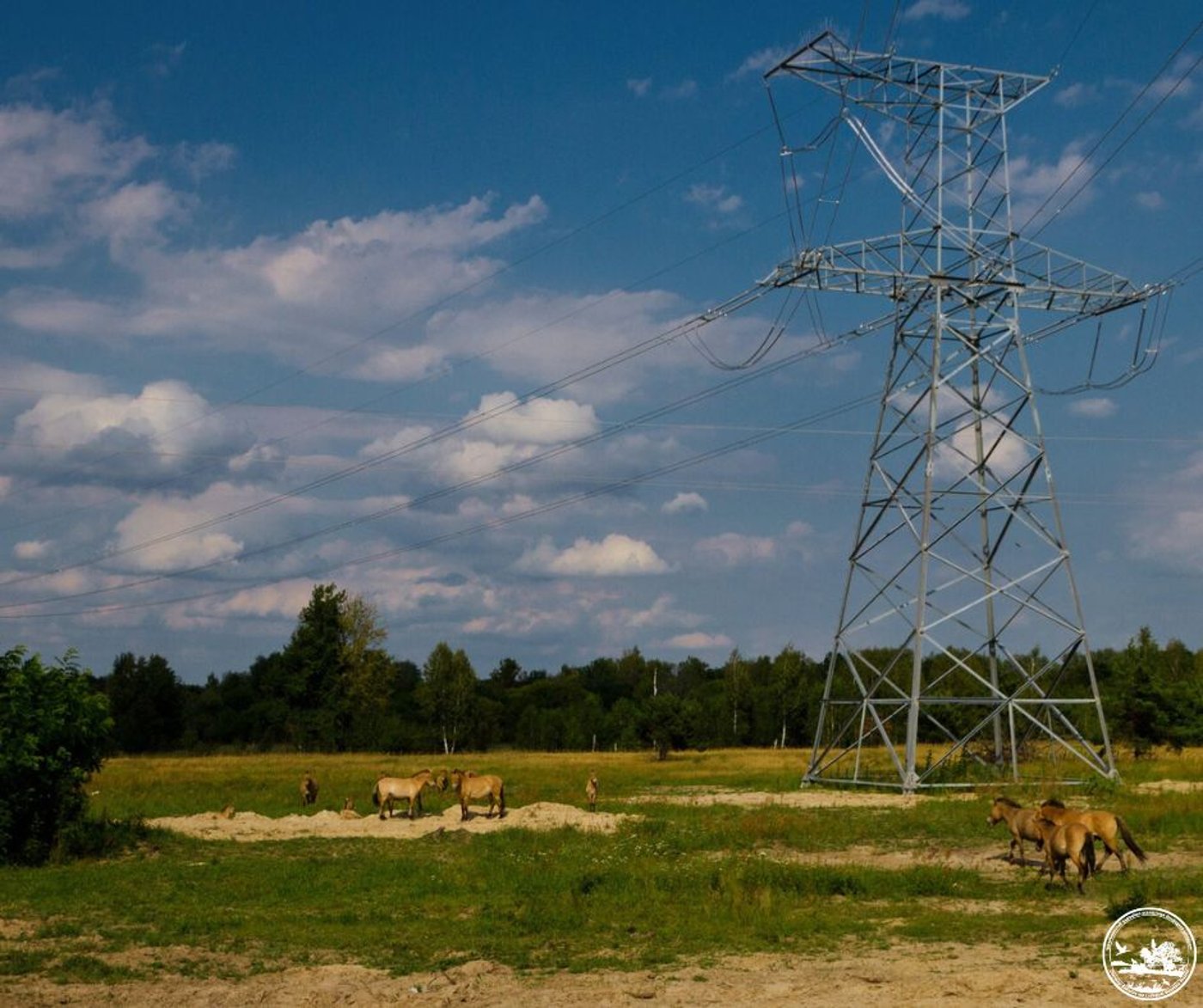 Коні Пржевальського